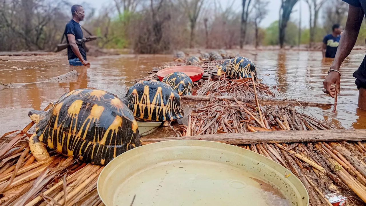 Thousands of Critically Endangered Tortoises Rescued After Madagascar Floods