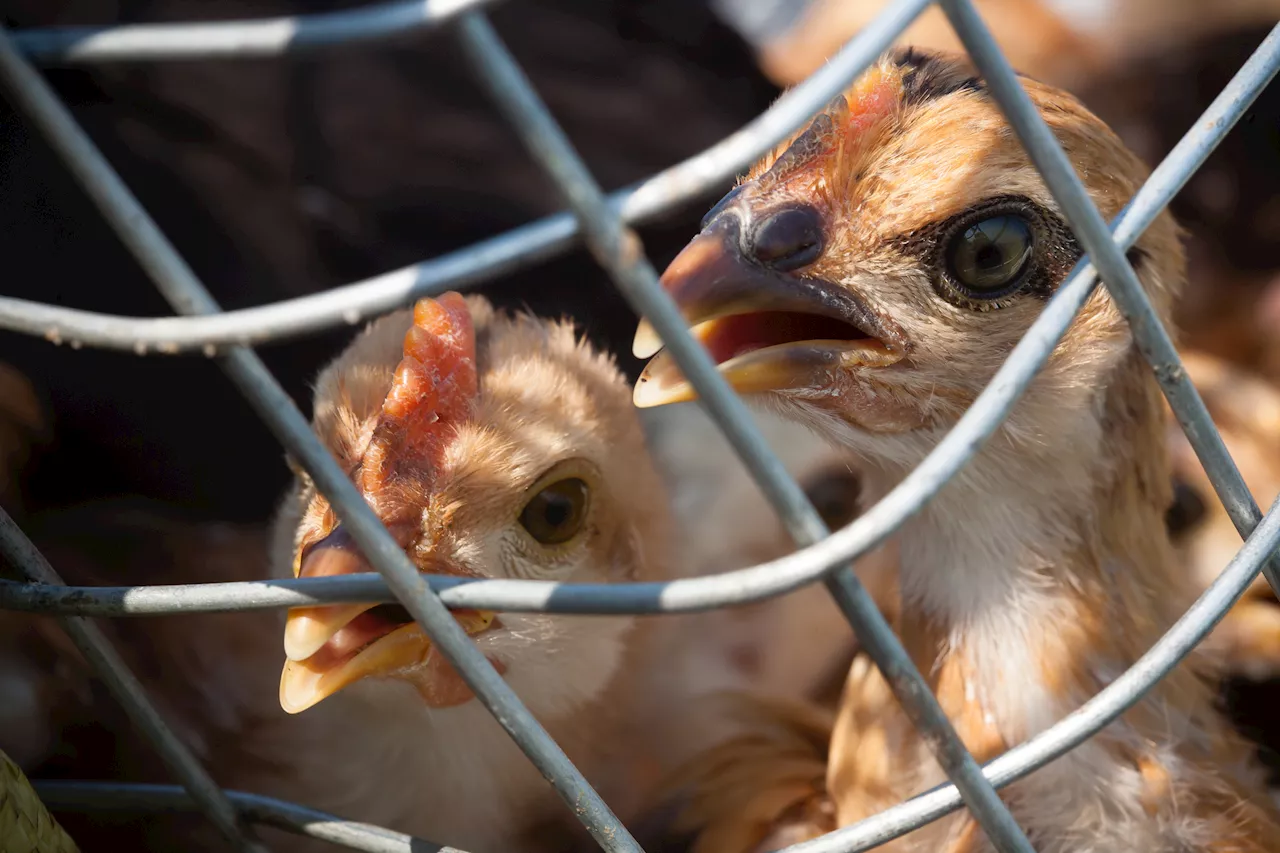 Dois Novos Focos de Gripe Aviária em Caldas da Rainha