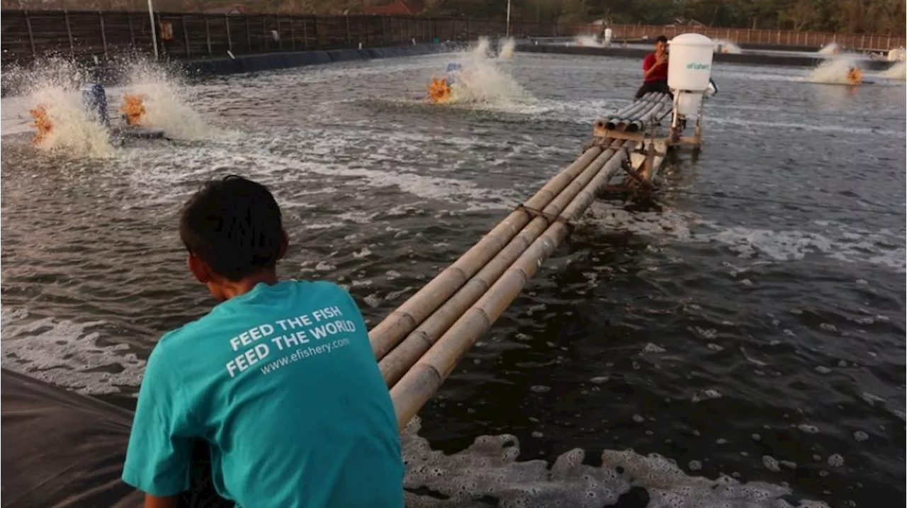 eFishery, Unicorn Indonesia Terjerat Skandal Penyalahgunaan Dana