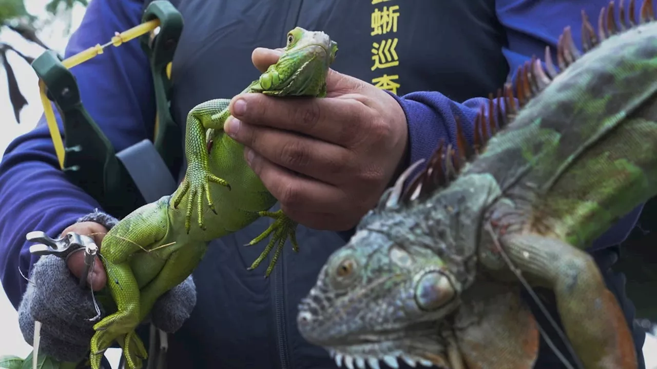 Ödlor ska avlivas i Taiwan