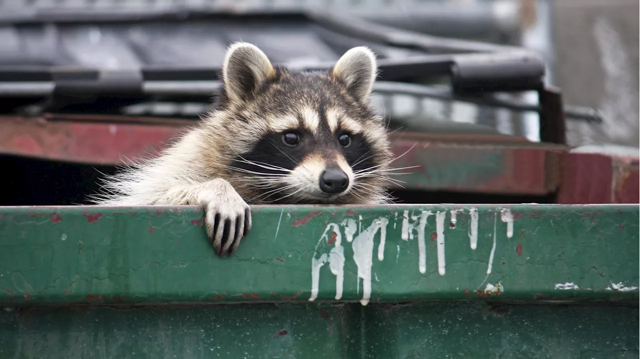 3000 Anrufe bei der Berliner Wildtierberatung: „Beim Waschbär erstaunt uns gar nichts mehr“