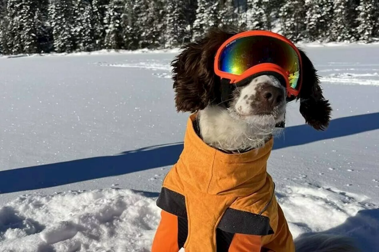 Oil Spill Detection with Dogs