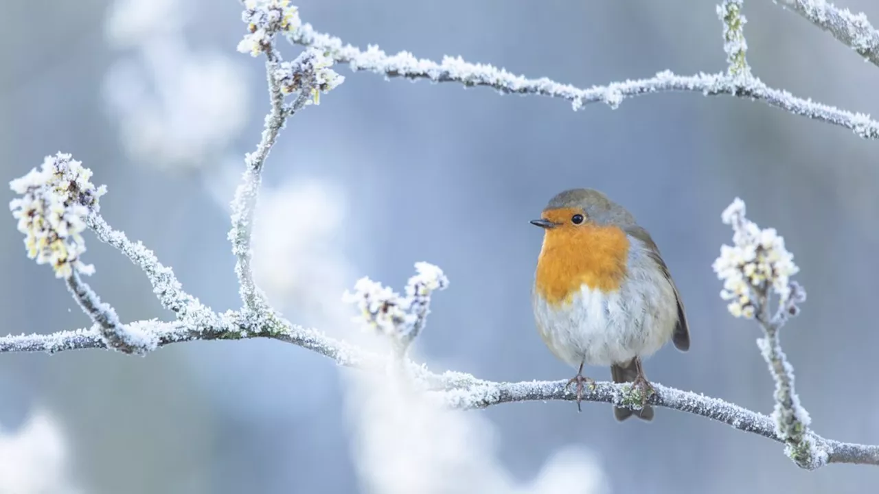 Big Garden Birdwatch 2024: Spot Feathered Friends in the UK's Largest Wildlife Survey