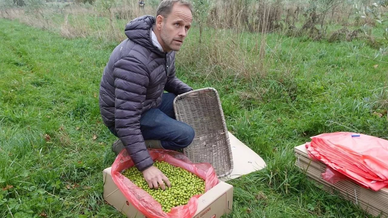 British Farmer Cultivates Mediterranean Flavours in England