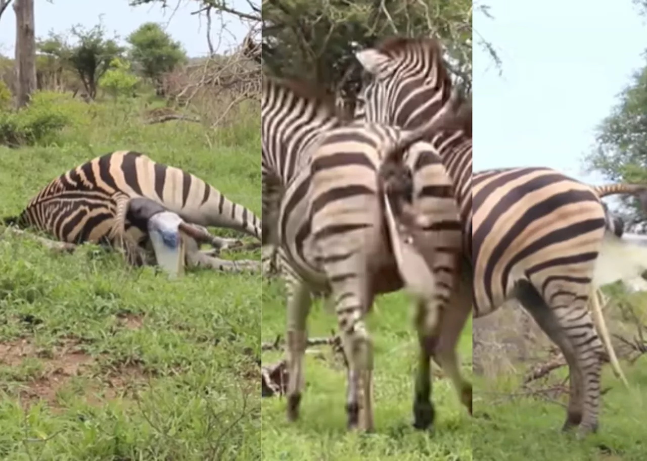 Animal sighting: Zebra stallion crushes newborn foal during birth [video]