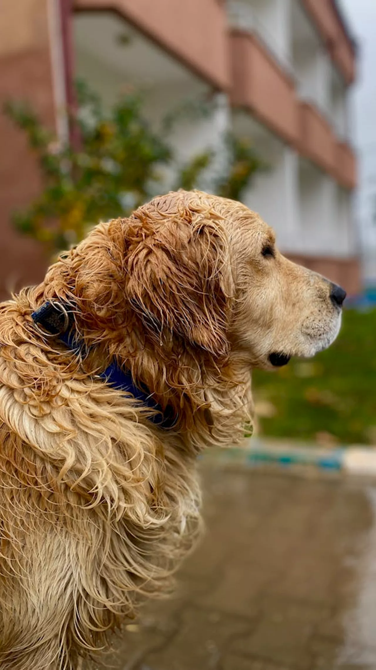 Banish Damp Dog Smells: Expert Tips for a Fresh-Smelling Home