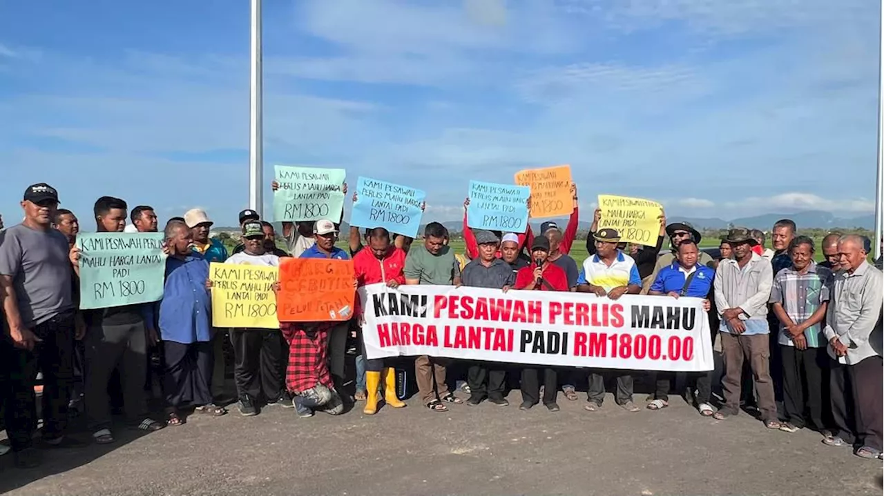 Pesawah di Perlis berkumpul, desak harga belian padi dinaikkan RM1,800