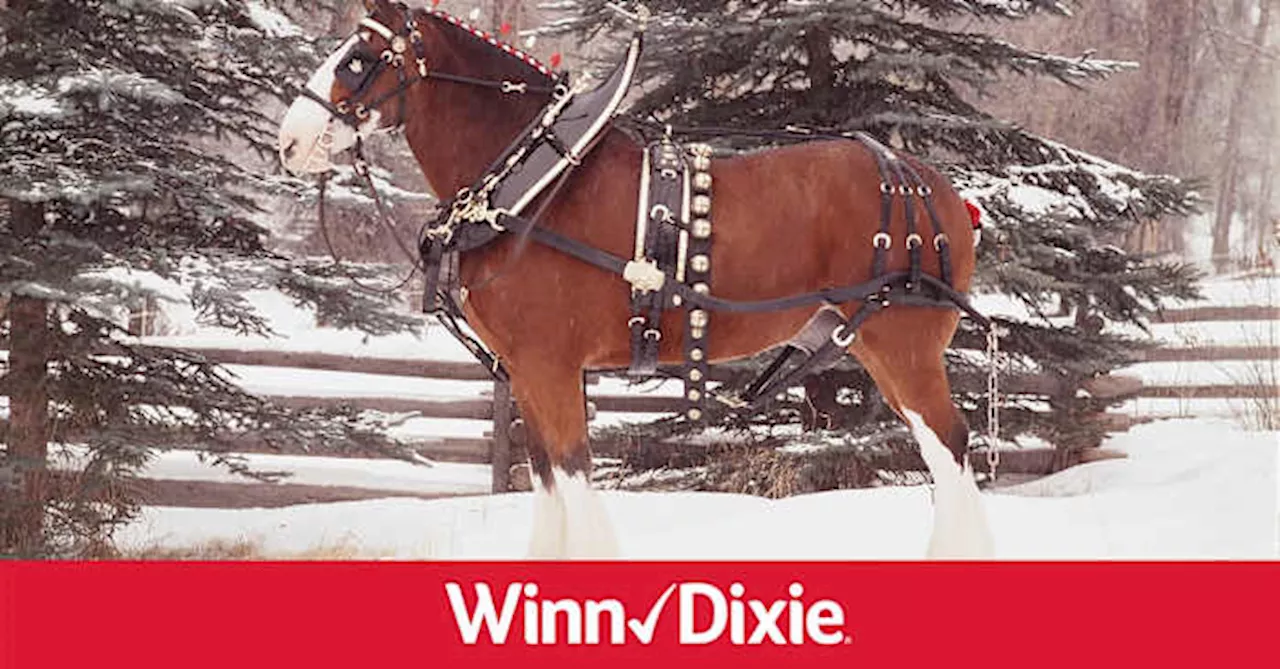 Budweiser Clydesdale to make 4 stops at Winn-Dixie stores across Northeast Florida