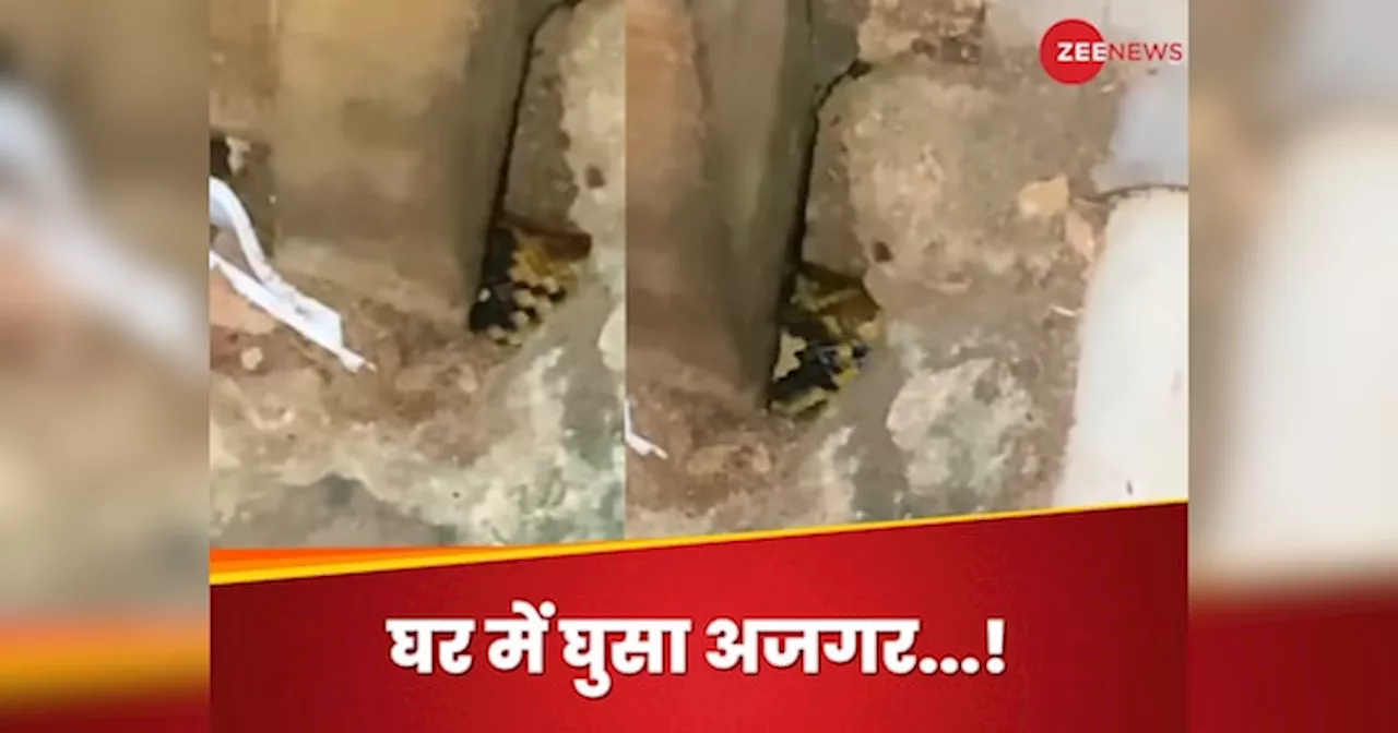 Python Viral Video : घर में धड़धड़ा कर घुसा अजगर, पाइप में घुसे मोटे सांप को देख लोगों की अटकी सांसें!