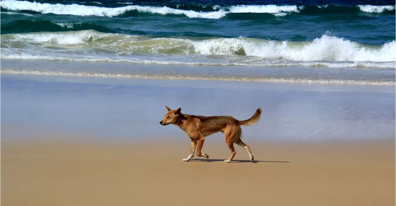 Girl, 4, bitten by dingo on K'gari in second dingo attack within a week