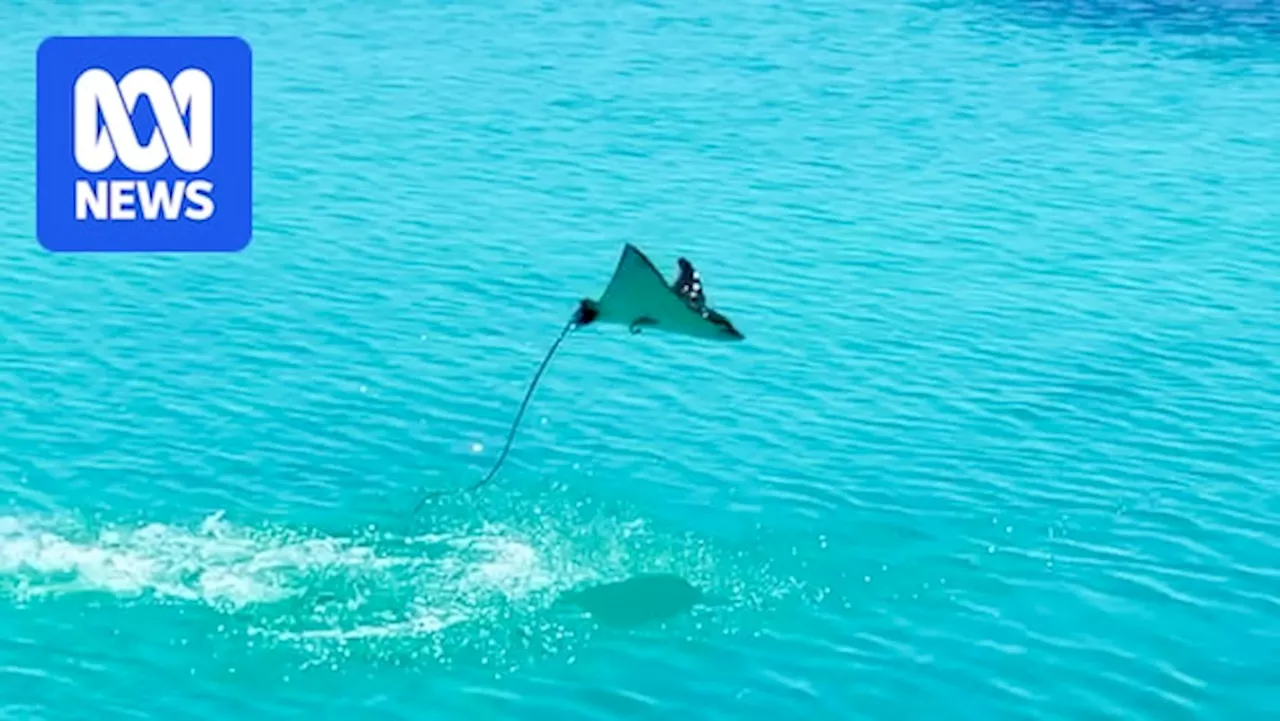 From courtship, escaping predators or just for fun, why do stingrays jump out of the water?