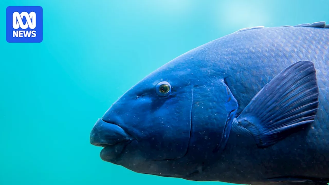 NSW Eastern Blue Groper Fishing Ban to End, Future Uncertain