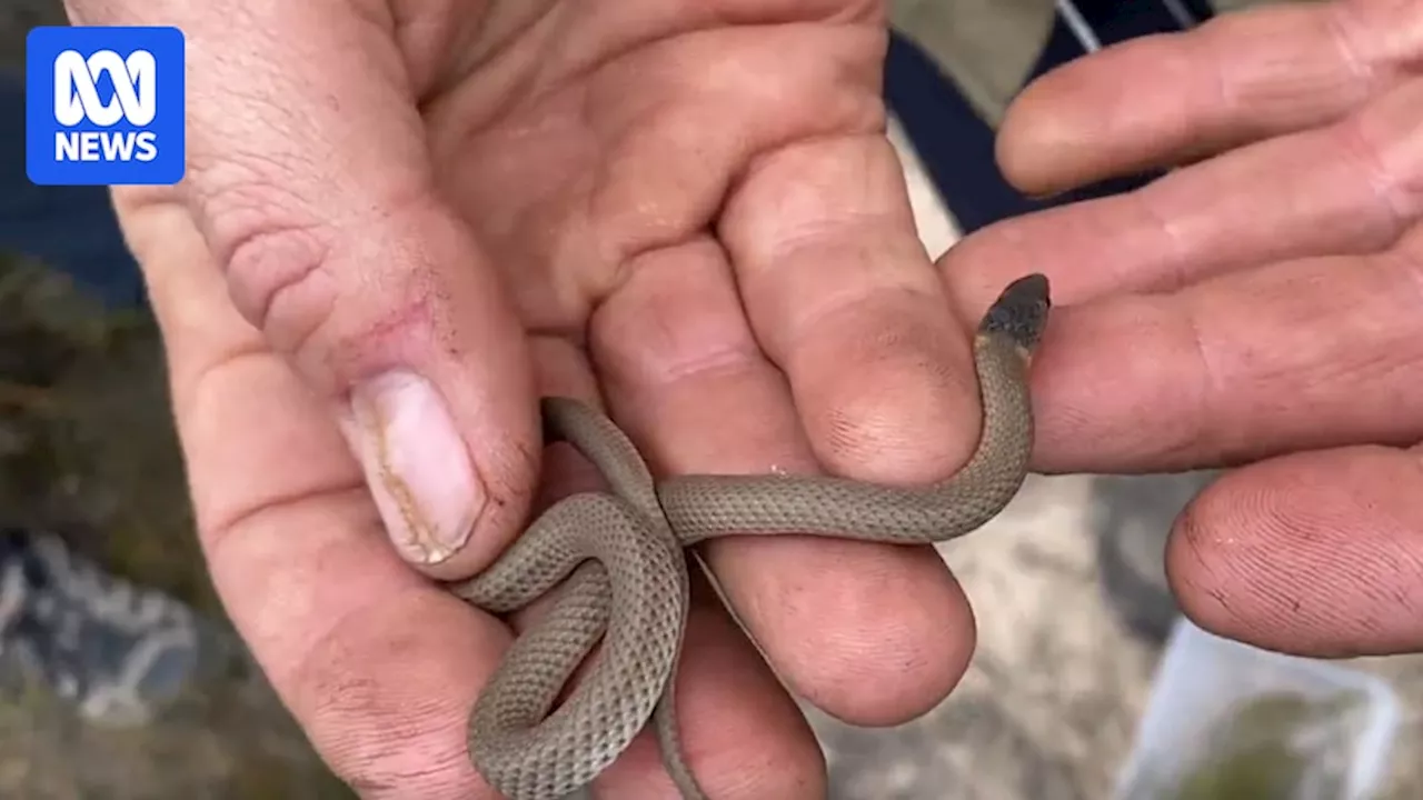 Rare Snake Rediscovered After 30 Years