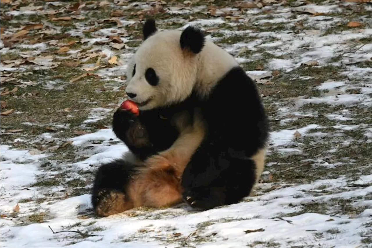 I panda di Pechino sono tornati nello zoo di Washington