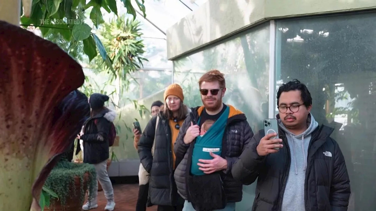 Brooklyn Botanic Garden's Rare 'Corpse Flower' Blooms