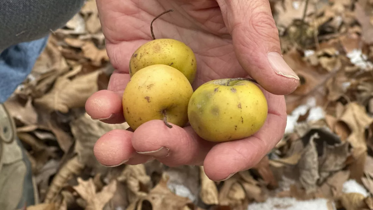 Michigan Researchers Seek to Develop Frost-Resistant Apples