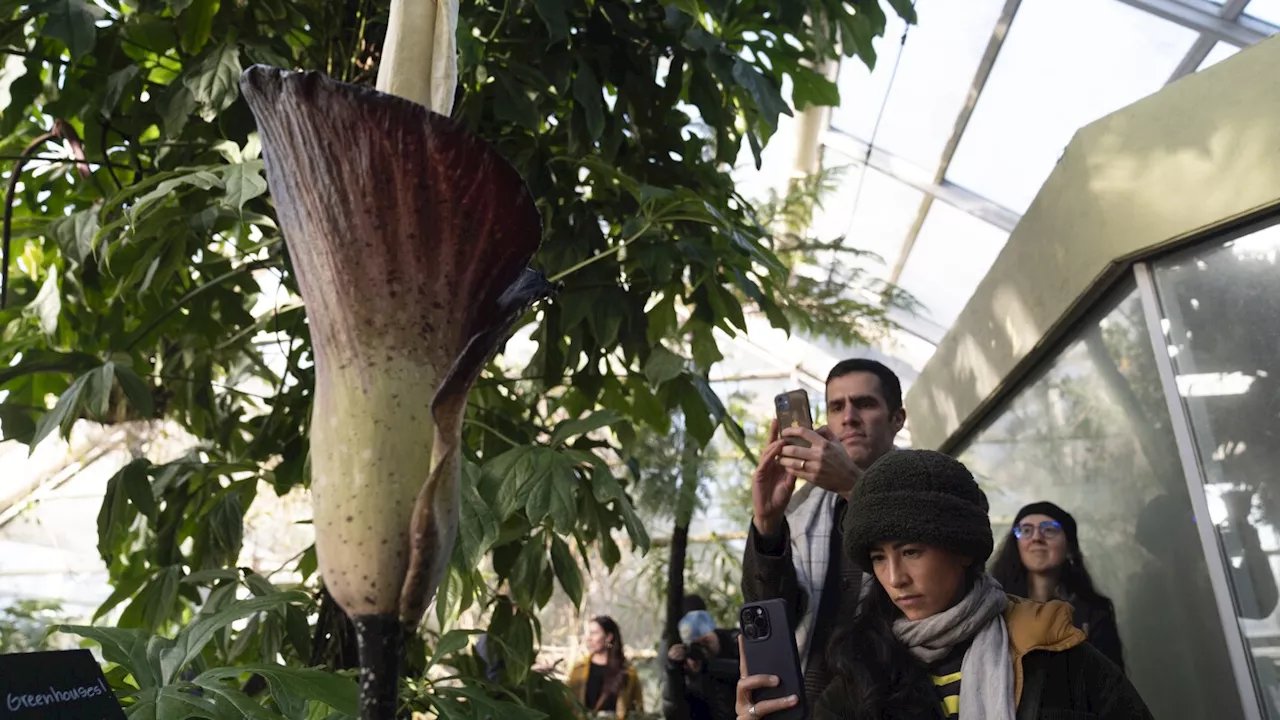 Visitors flock to New York botanic garden for a whiff of a flower that smells like a rotting corpse