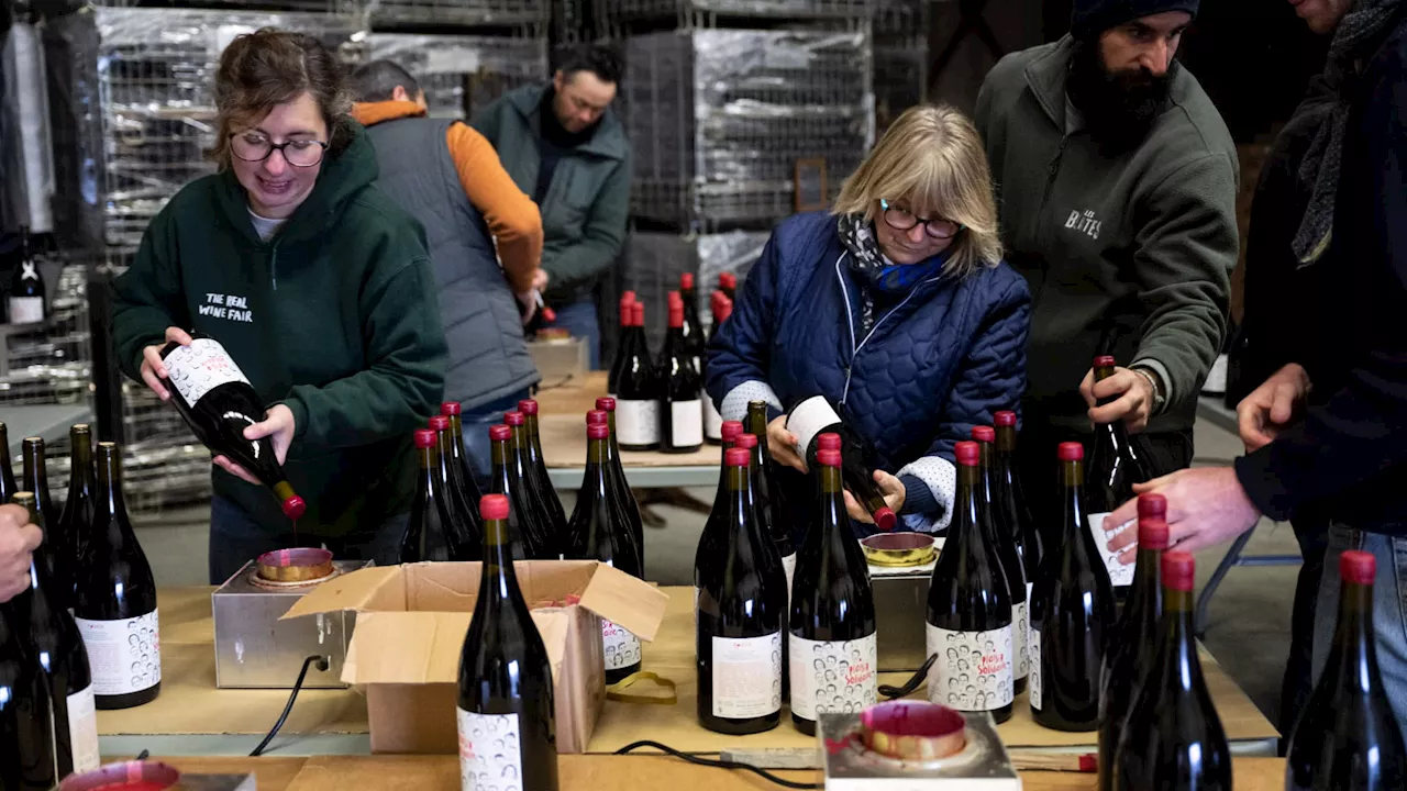 Victimes d'un gel 'historique' au printemps 2024, des vignerons de Provence lancent leur cuvée solidaire