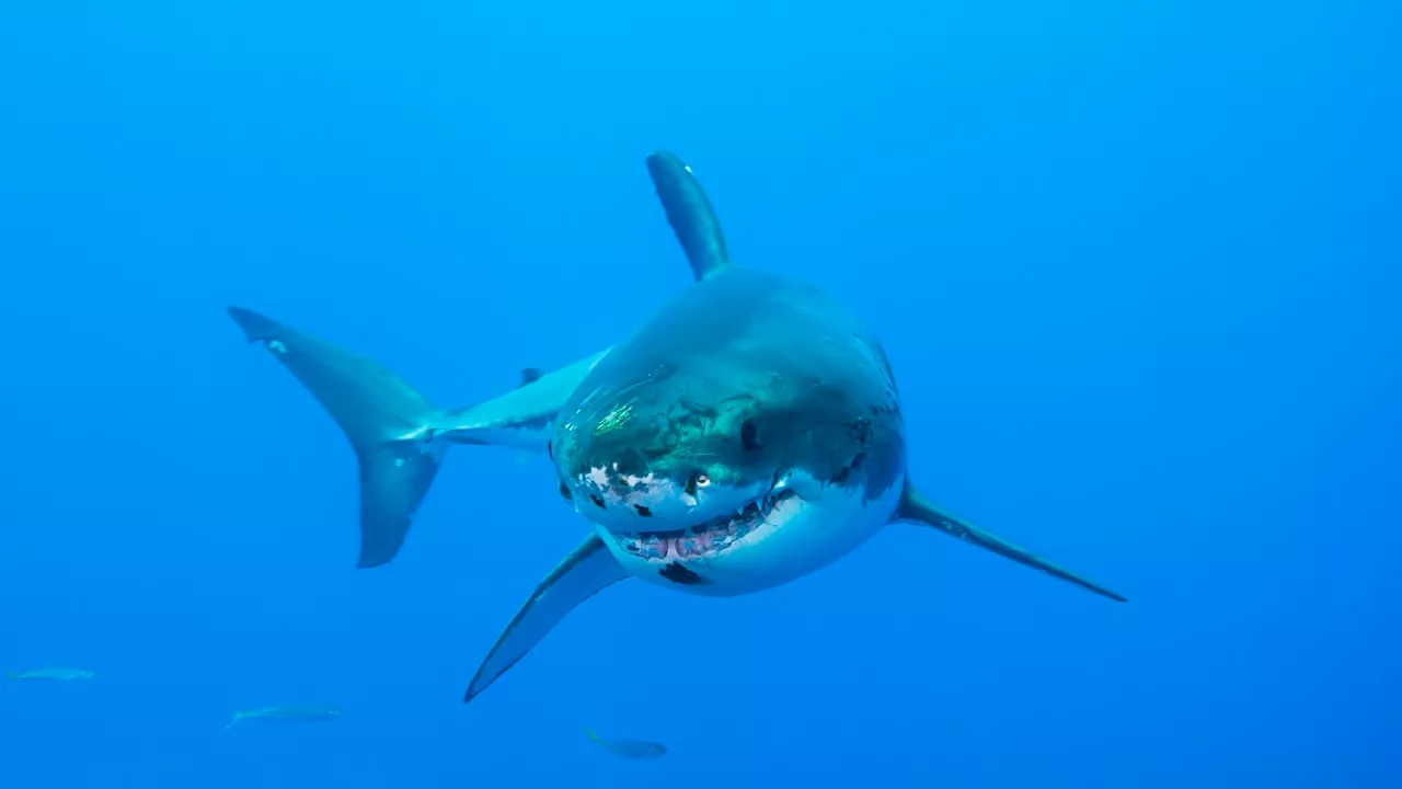 Weiße Haie: Orcas zerfleischen die gefürchteten Jäger!