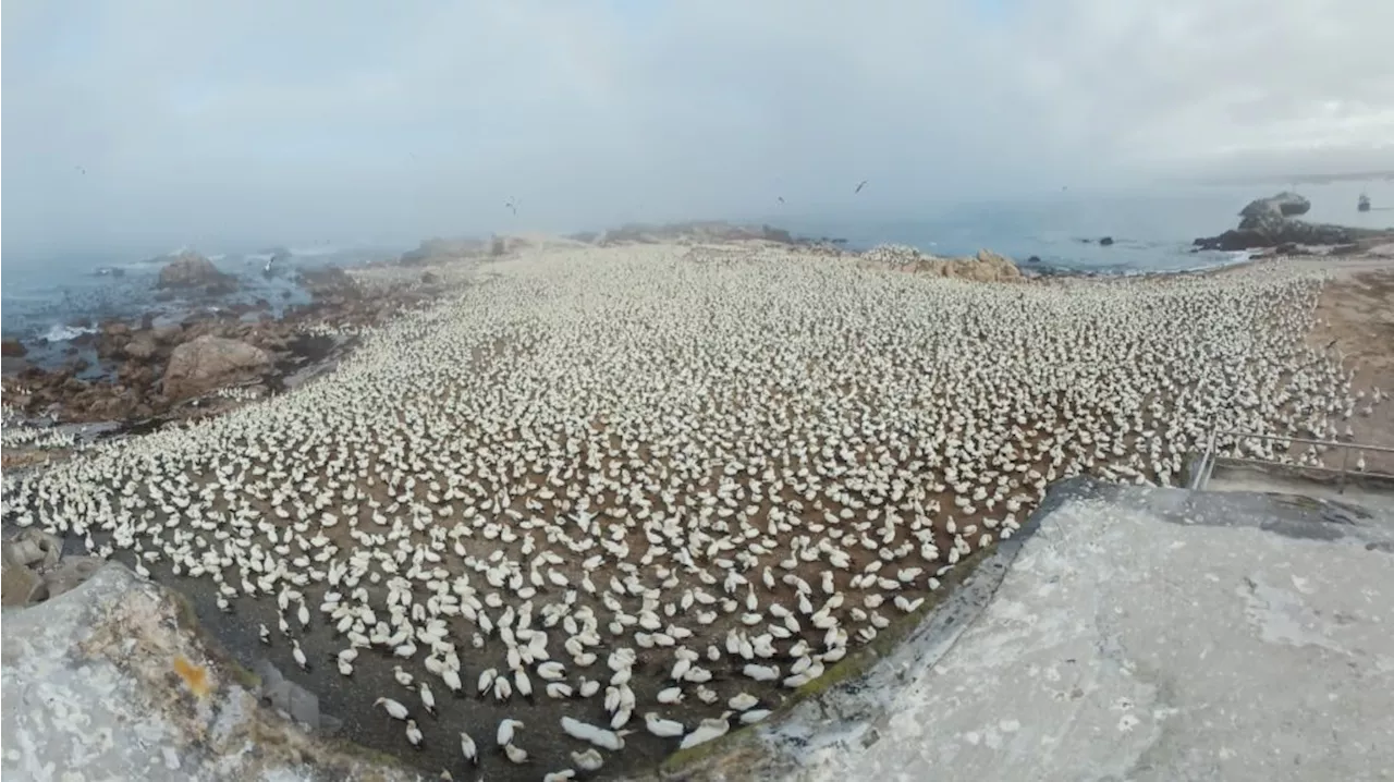 Bird Island: A Beacon of Success in Seabird Conservation