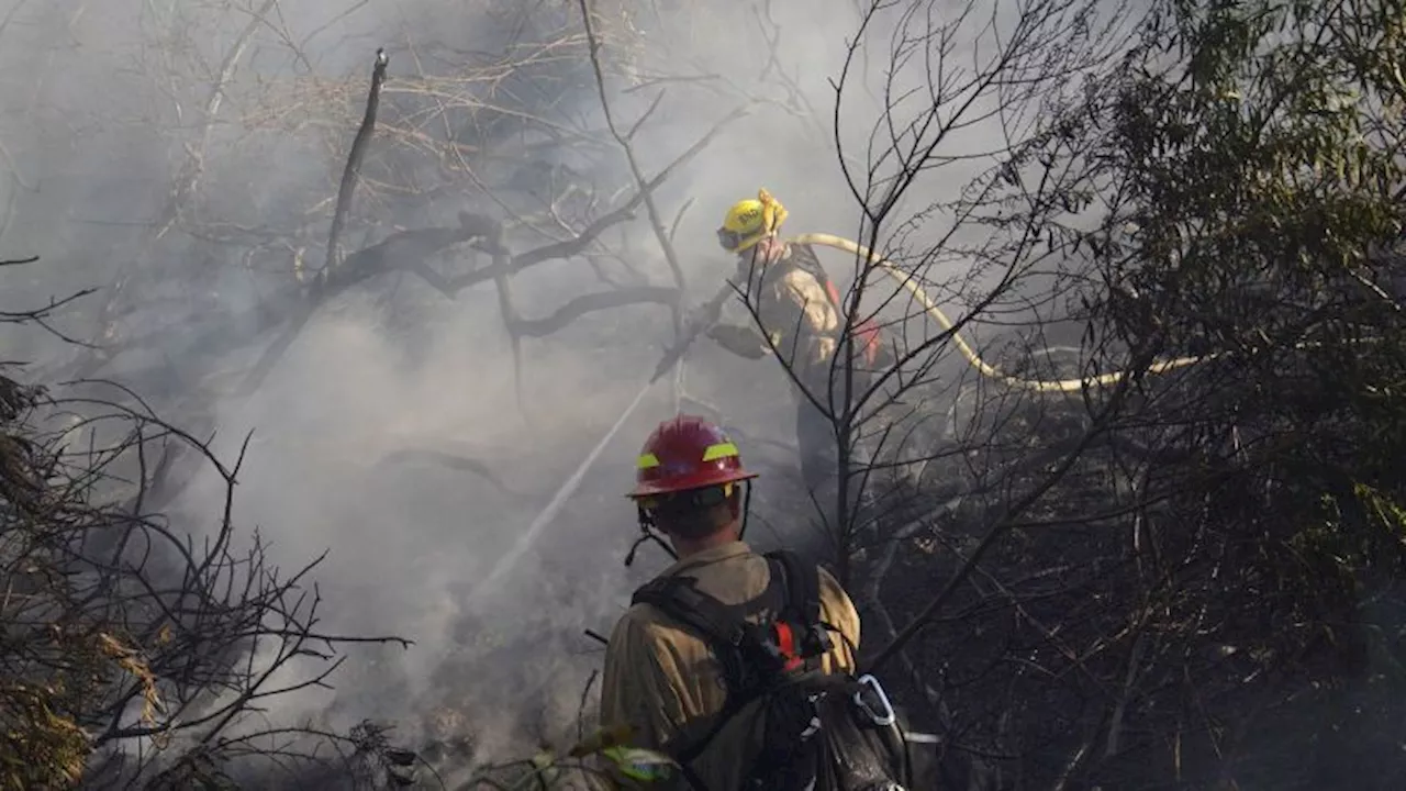 Trump dice que la mala gestión en los bosques y el agua en California es culpable de los incendios forestales. ¿Es cierto?