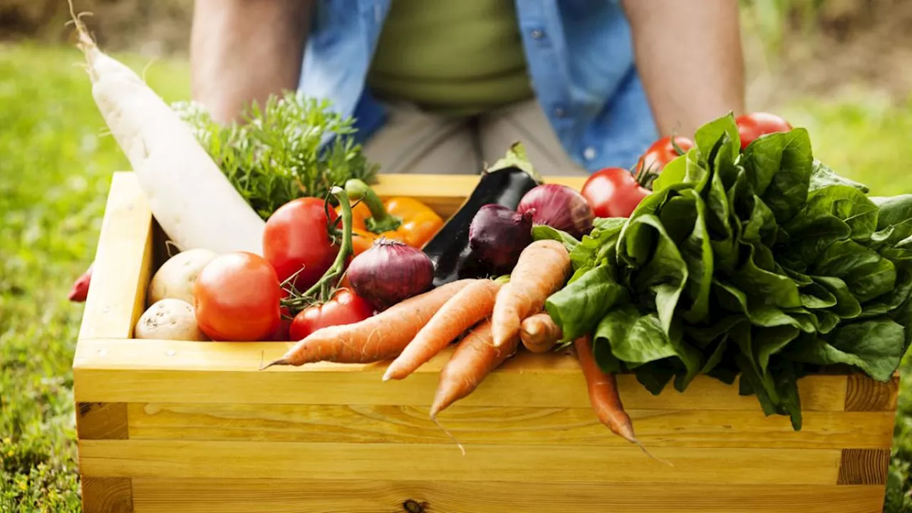 Agricoltura italiana da record: prima per valore aggiunto nell’Unione europea