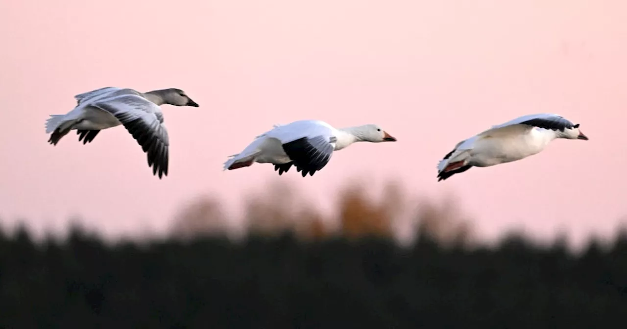 Bird Flu Expert Warns of Airborne Spread From Infected Feces