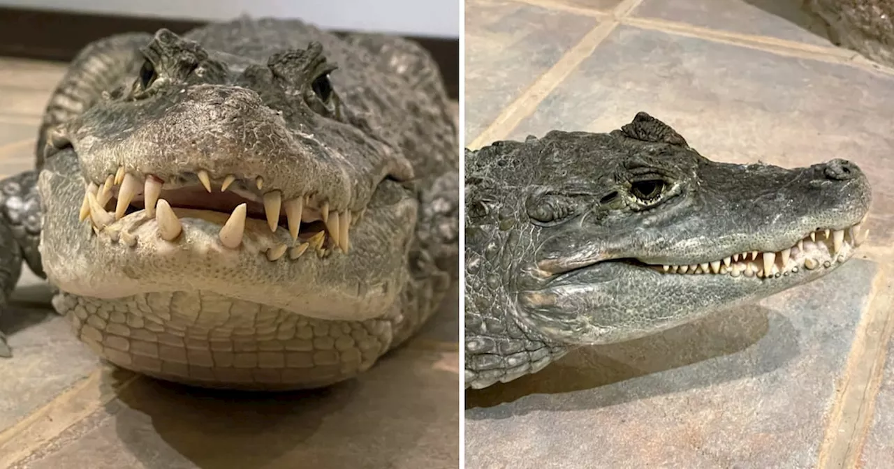 Caiman living in a Toronto home for 12 years relocated to sanctuary