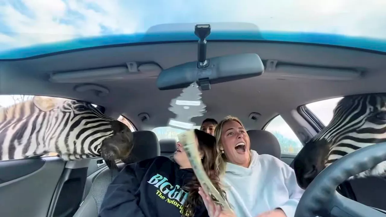 Zebra Frenzy: Safari Park Visit Turns into Hilarious Animal Mayhem