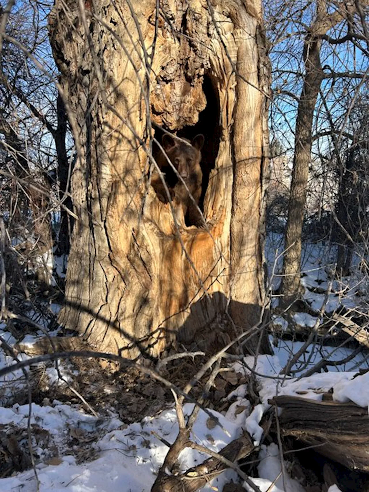 Colorado Bear Relocated to Promote Hibernation