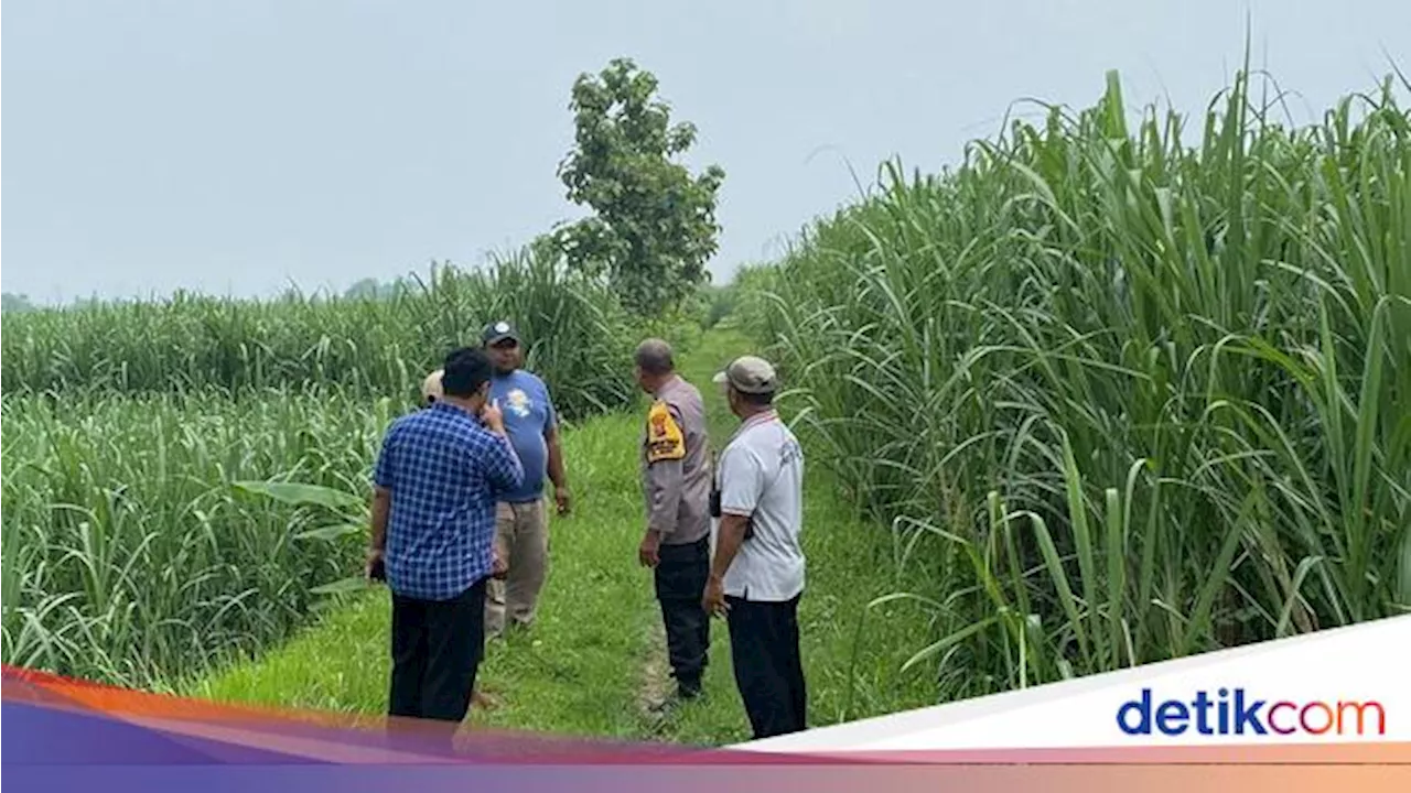 Siswi SD di Mojokerto Dijemput Pria Tak Dikenal, Ditinggal di Kebun Tebu