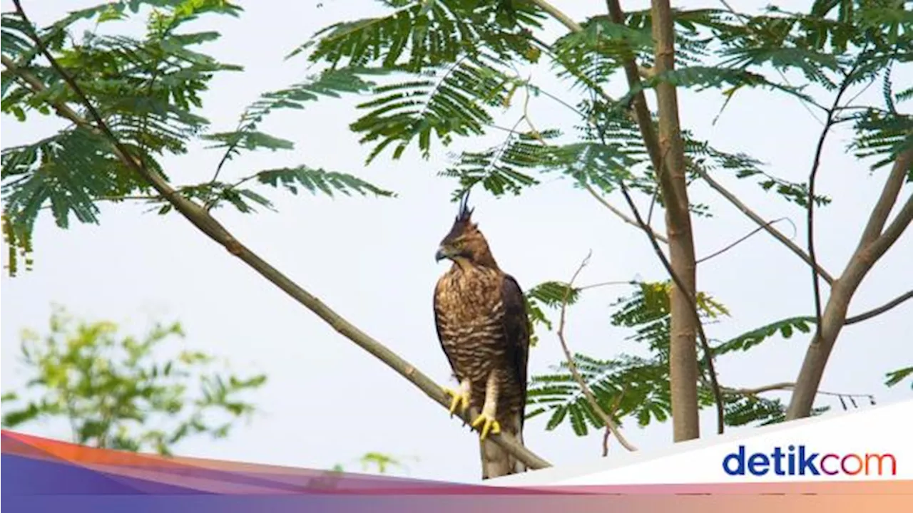 Ternyata Ini Wujud Burung yang Identik dengan Lambang Garuda NKRI