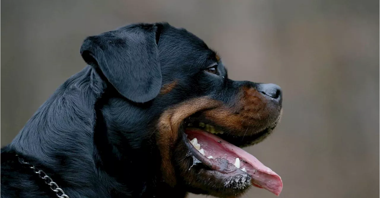 Rottweiler-Angriff: Kleinkind schwer verletzt, Hund eingeschläfert