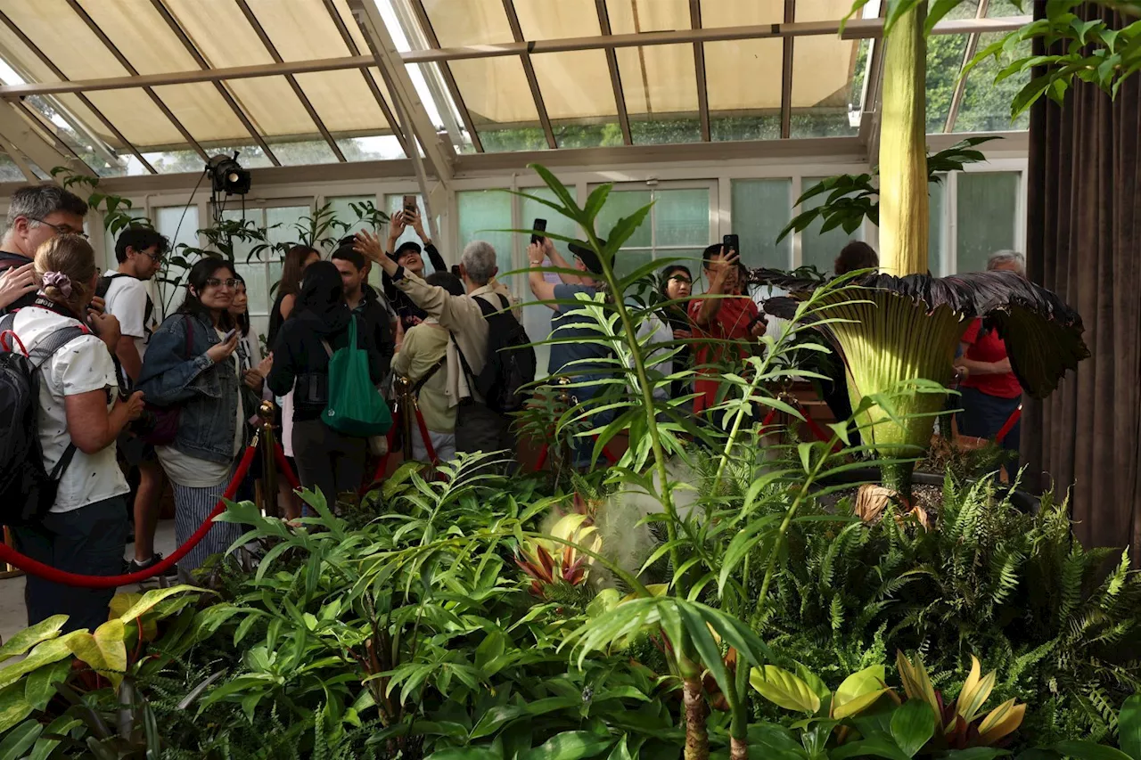 World's Stinkiest Flower Blooms in Sydney