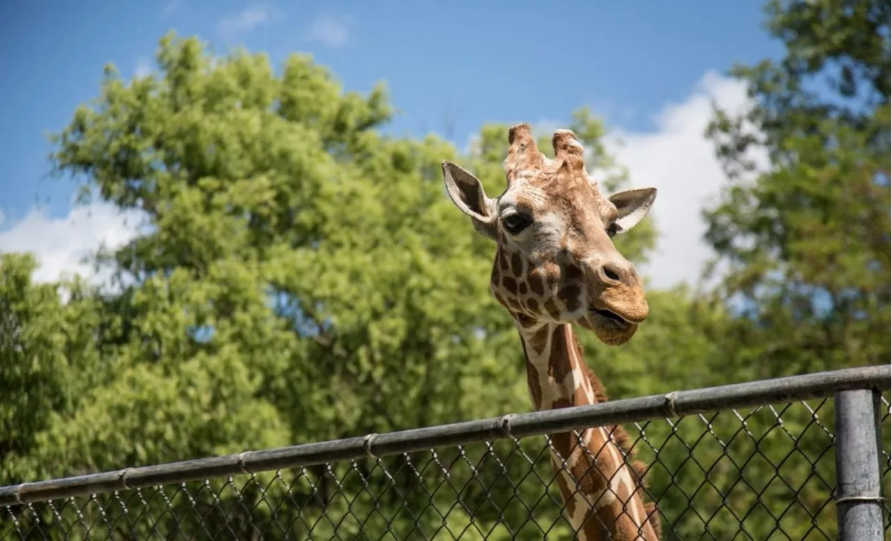 Wenn Giraffen zu Löwenfutter werden – Die harte Realität im Zoo