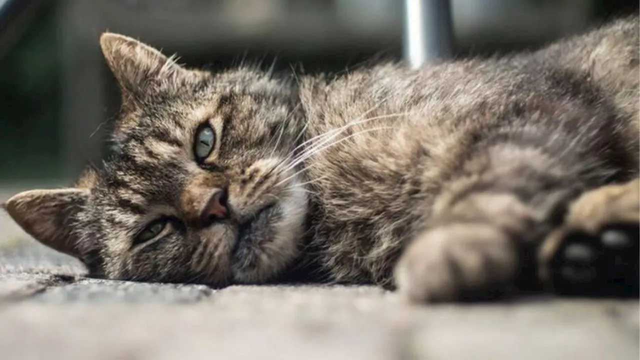 Las tristes señales que los gatos demuestran antes de fallecer