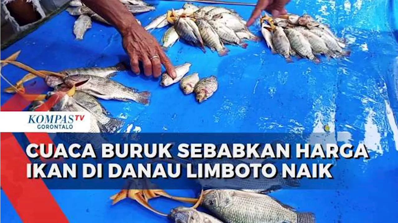 Danau Limboto Mengkhawatirkan: Cuaca Buruk dan Rumput Menyulitkan Nelayan