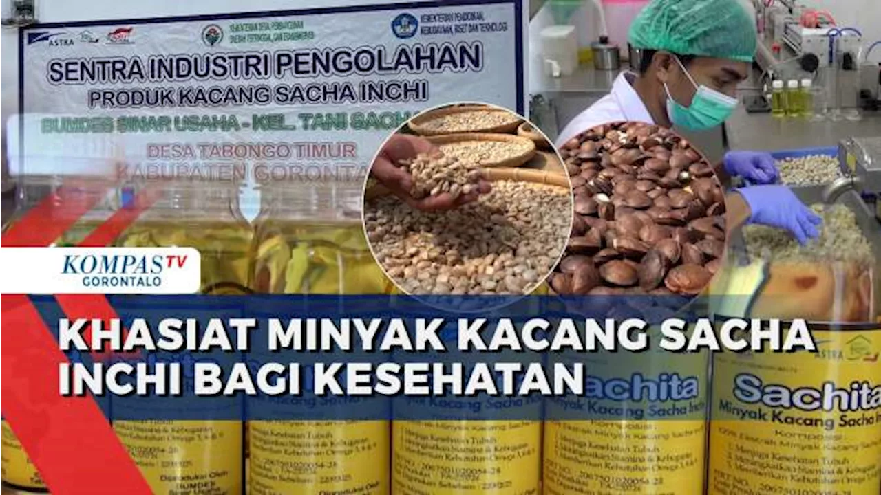 Minyak Kacang Inca dari Desa Tabongo Timur Kaya Manfaat dan Laris Manis