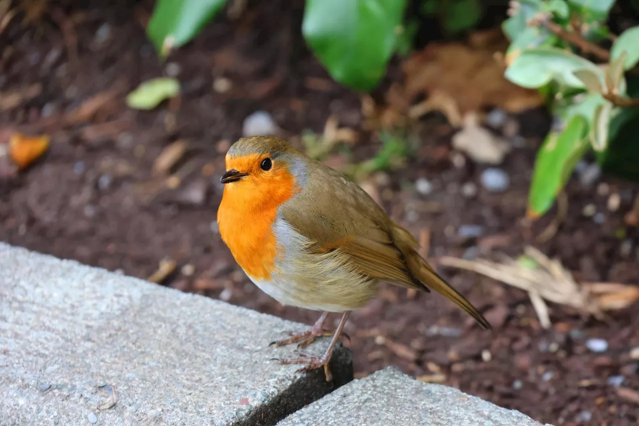 Biodiversité : comment participer au comptage des oiseaux ce week-end ?