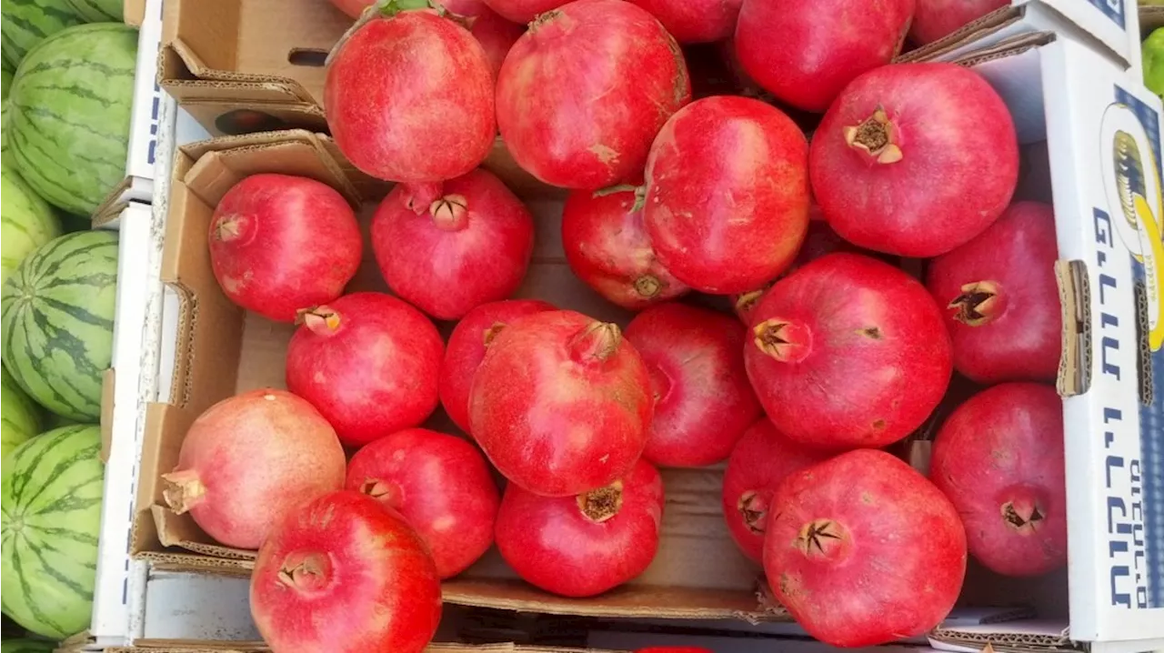 Pomegranate trees can flourish with or without watering