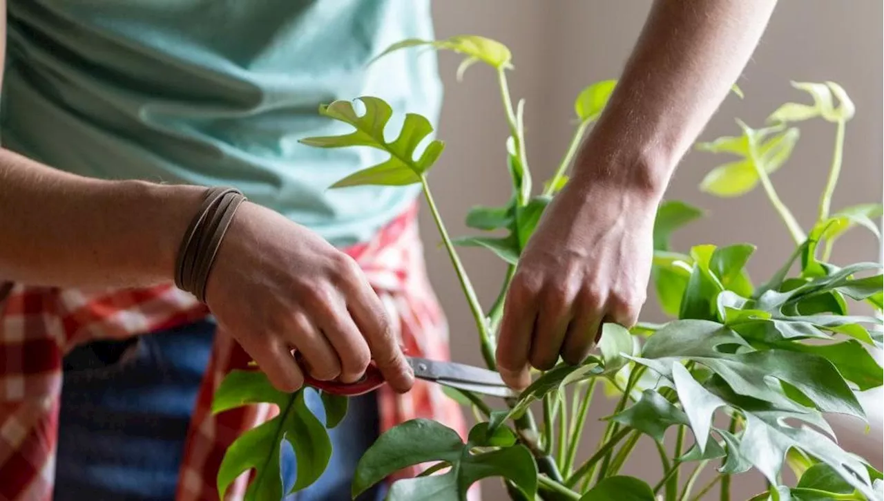 Come Potare le Piante in Vaso: Una Guida Completa