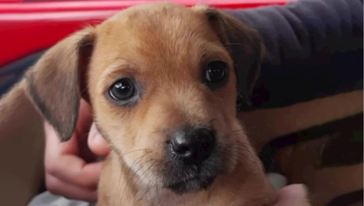 Frederico, il cane che ha sorpreso tutti