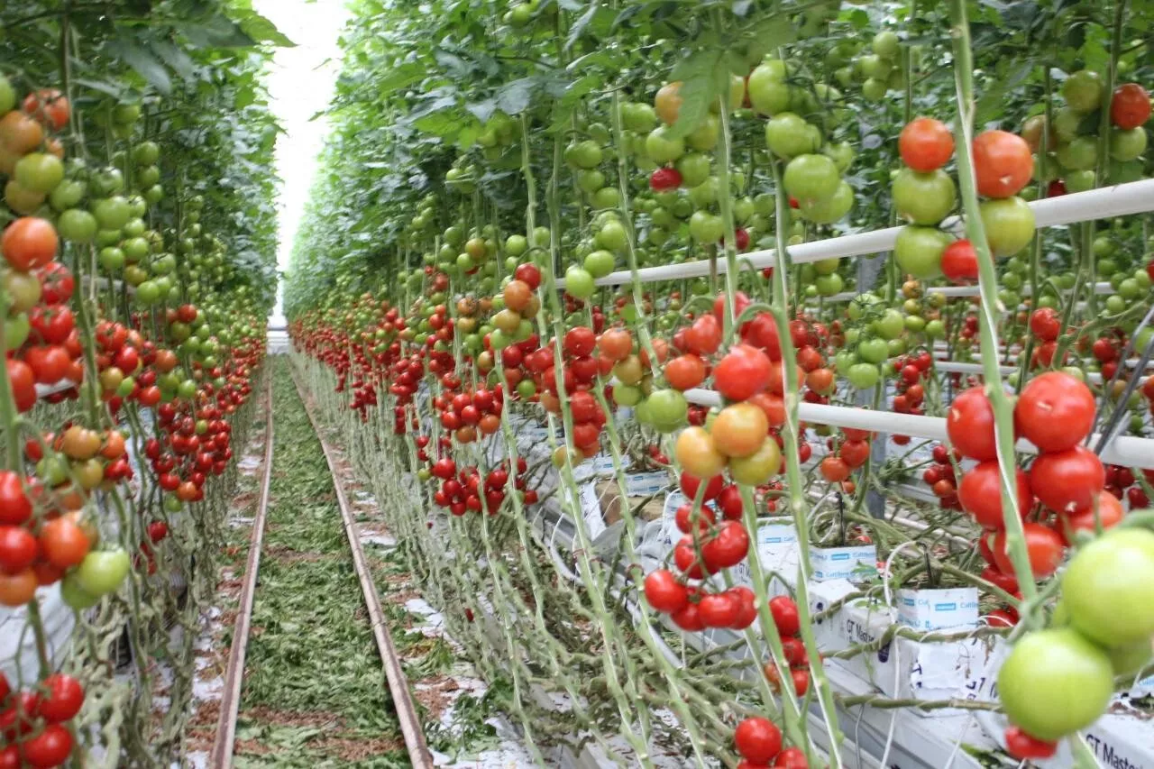 Emploi dans les Côtes-d’Armor : 60 postes à pourvoir dans les serres à tomates