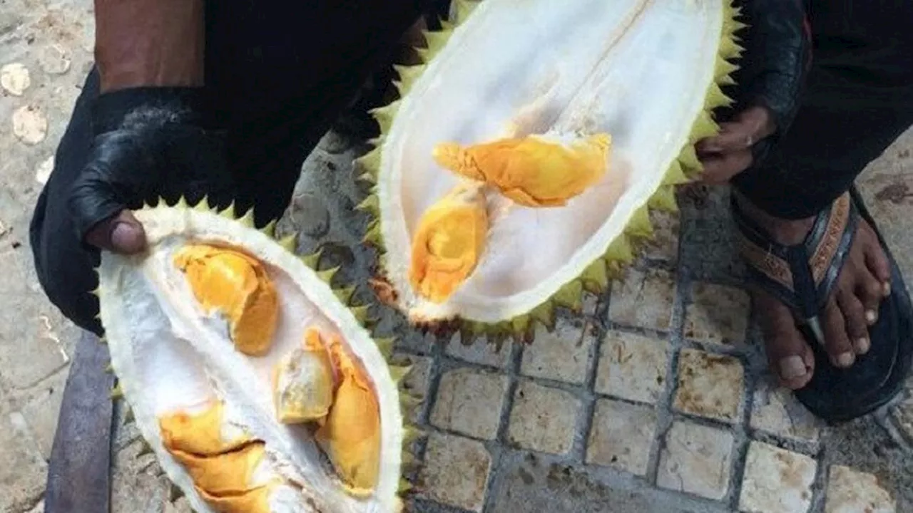 Apakah Orang Diabetes Boleh Makan Durian? Ini Kata Ahli Gizi tentang Bahayanya untuk Pasien Gula Darah Tinggi