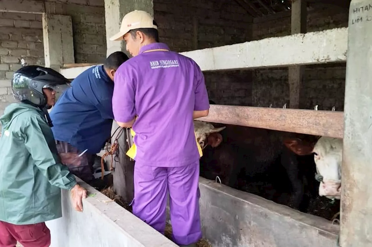 Cegah PMK, Tim Keswan DKPP Klaten Giatkan Vaksinasi Ternak Sapi