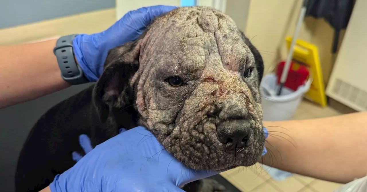 Distressed Puppy Found Dumped by Canal in Oldham