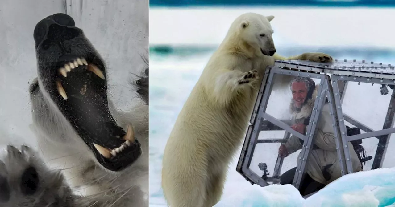 Moment David Attenborough's cameraman is almost mauled to death by polar bear