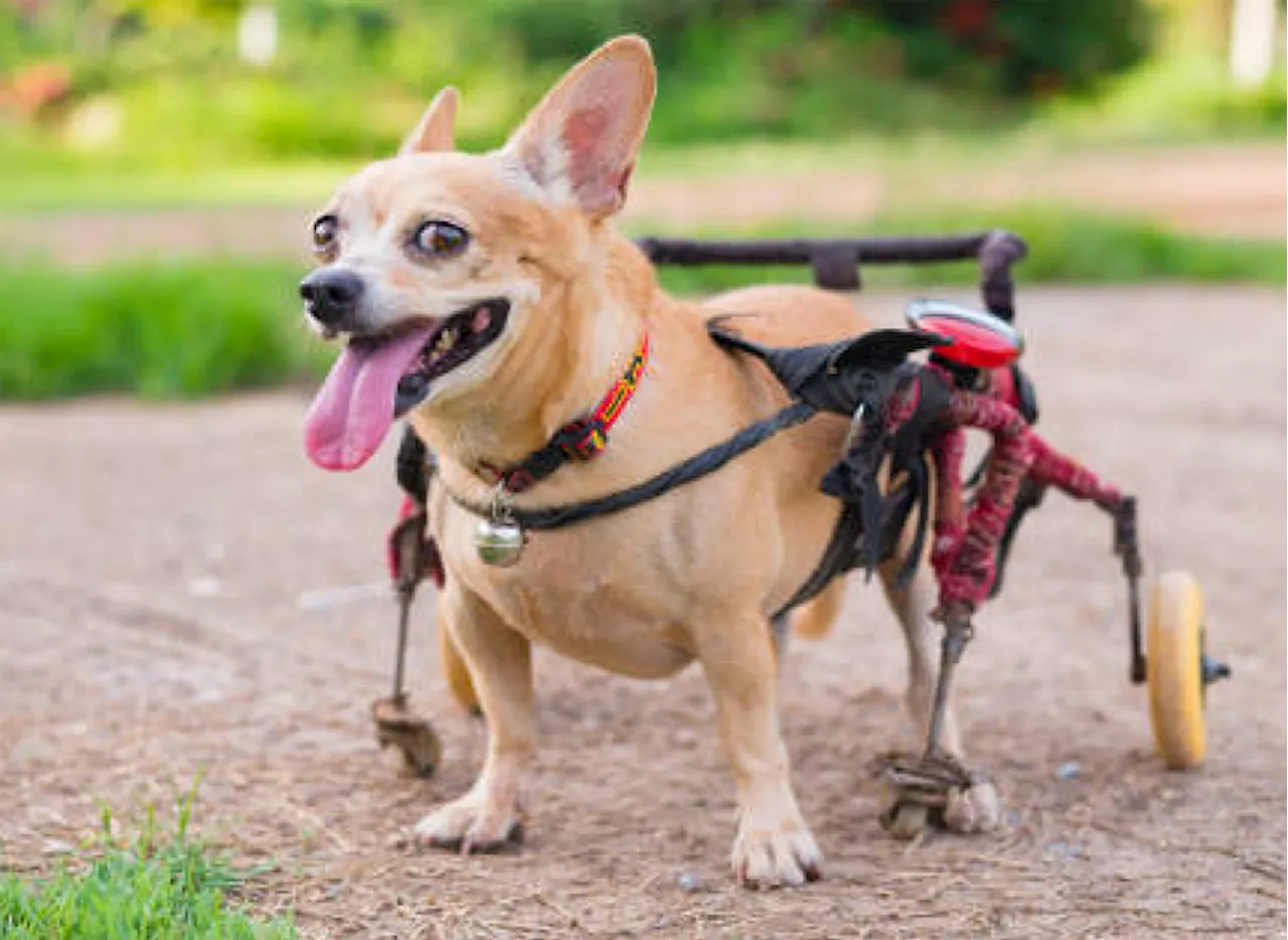 The Rewards of Caring for Pets with Special Needs