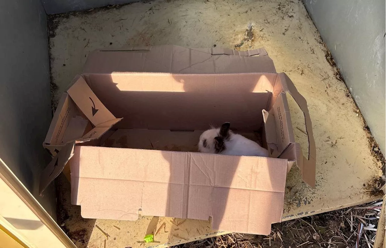 Ohne Wasser, ohne Futter: Zwei Kaninchen in Altkleidercontainer ausgesetzt