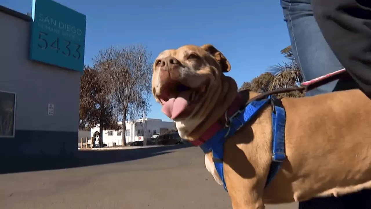 Emergency Flight Clears Space at San Diego Humane Society for Los Angeles Animals